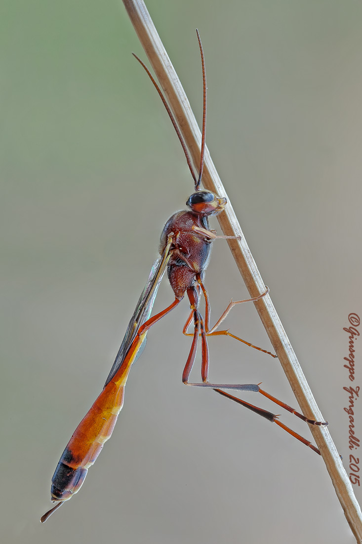Ichneumonidae Anomaloninae, femmina:  cfr. Barylypa sp.